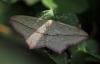 245361 – Photo : Oryctes – France (59)